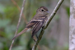 Lathrotriccus euleri