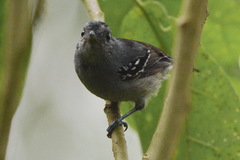 Thamnophilus caerulescens