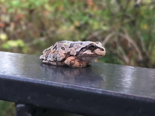 Eastern Japanese Tree Frog