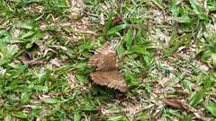 Euthalia aconthea gurda