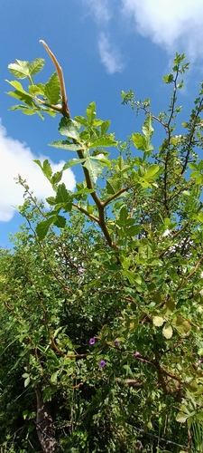 Bursera linanoe (La Llave) Rzed., Calderón & Medina 3