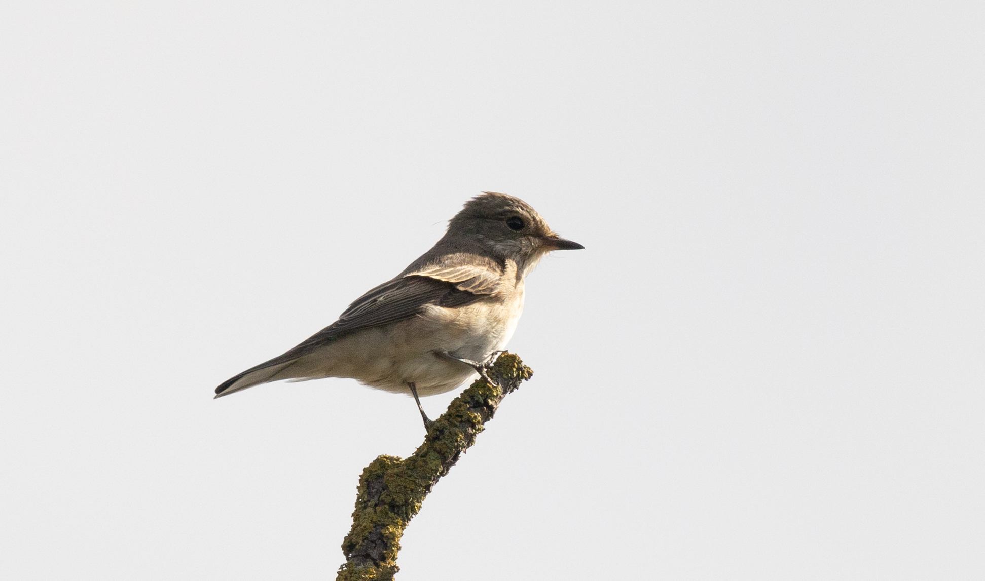Spotted Flycatcher