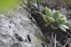 Echeveria simulans