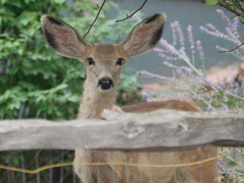 Rocky Mountain Mule Deer photographed in Colorado
