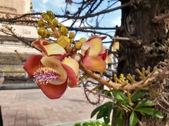 Couroupita guianensis
