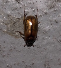 Cyclocephala