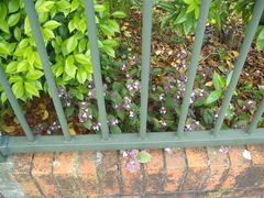 Tradescantia cerinthoides