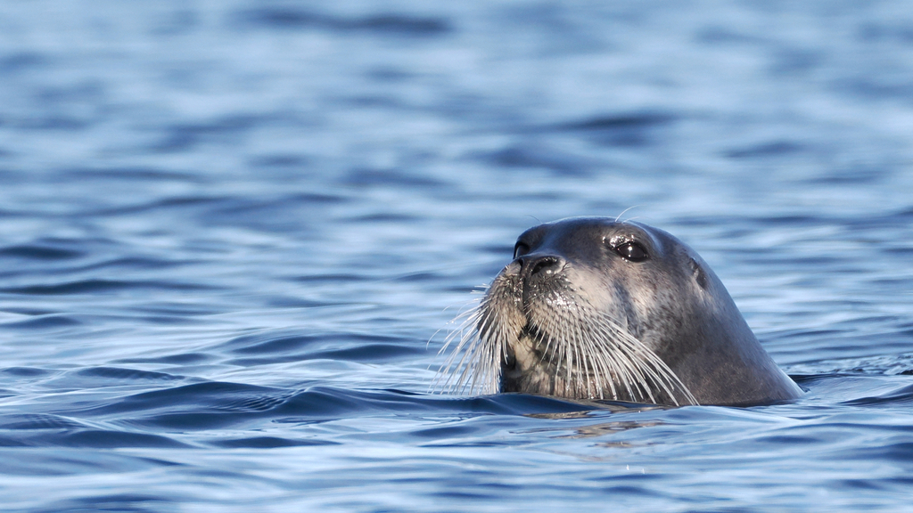 Bearded seal at the surface of blue water, showing its long pale whiskers