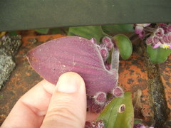 Tradescantia cerinthoides