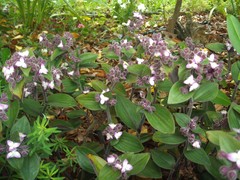 Tradescantia cerinthoides