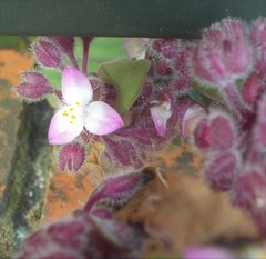 Tradescantia cerinthoides