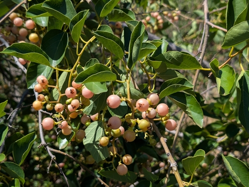 Cordia dichotoma observed 2025-09-08