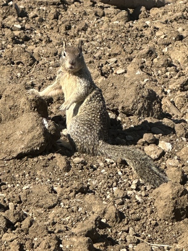 California Ground Squirrel
