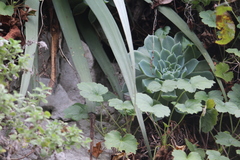 Echeveria simulans