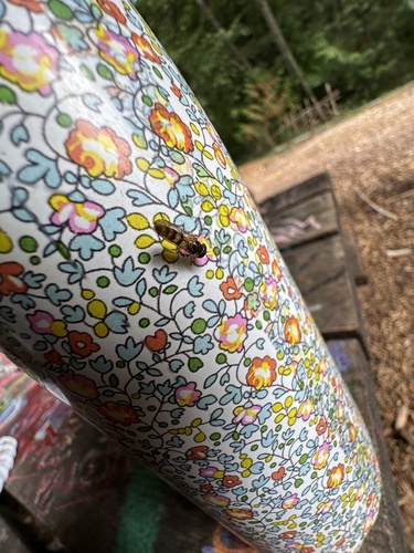 Unknown species found near Western Washington University, Bellingham, WA, US