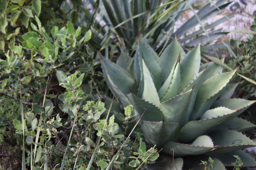 Image of Category:agave Ovatifolia (Agave ovatifolia) by (c) Francisco Martínez González, some rights reserved (CC BY-SA)