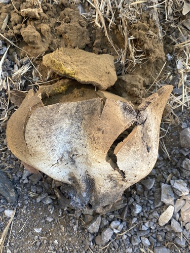 iNaturalist observation photo of Elephant-skin Puffball