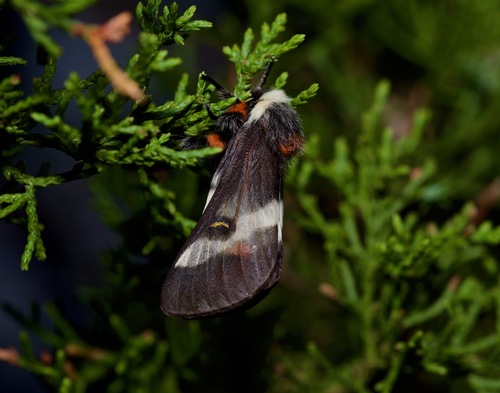 Texas Buck Moth photo 2