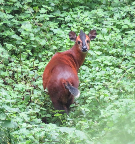Kivu Duiker