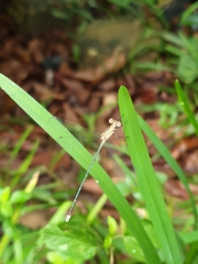 Lestes elatus