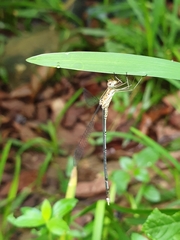 Lestes elatus