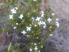 Arcytophyllum thymifolium
