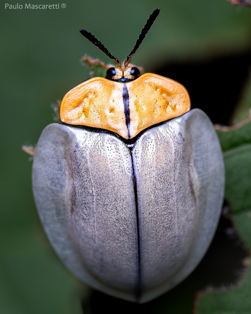 Stolas lineaticollis
