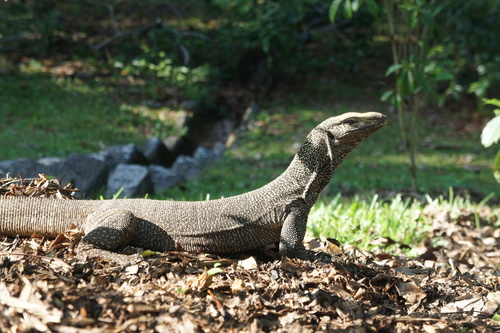 Clouded Monitor, photo 6 of 10