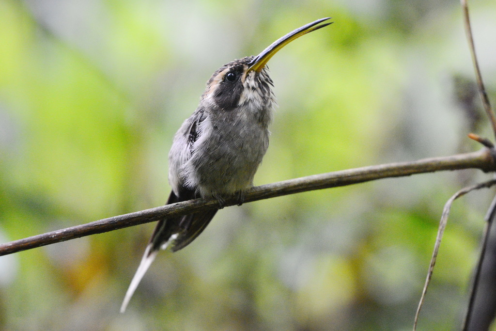 Scale-Throated Hermit