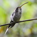 Scale-throated Hermit - Photo (c) Claudia Komesu, some rights reserved (CC BY-NC), uploaded by Claudia Komesu