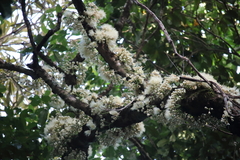 Syzygium cormiflorum