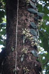 Syzygium cormiflorum