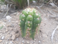 Trichocereus macrogonus