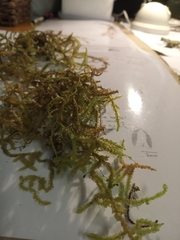 Weymouthia cochlearifolia