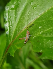 Pirithoicus ophthalmicus