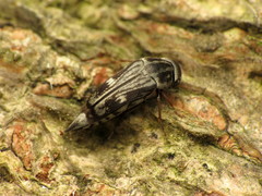 Tomoxia lineella