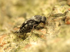 Tomoxia lineella