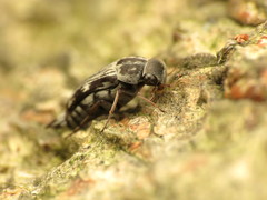 Tomoxia lineella
