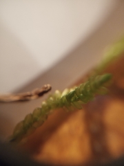 Weymouthia cochlearifolia