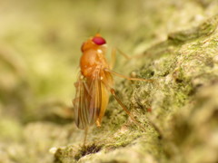 Sobarocephala flaviseta
