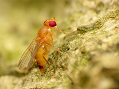 Sobarocephala flaviseta