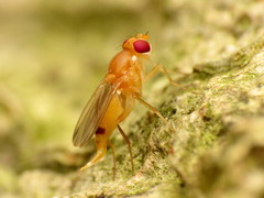 Sobarocephala flaviseta