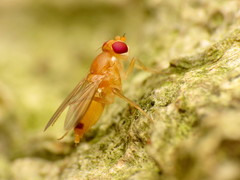Sobarocephala flaviseta