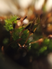 Macromitrium microstomum