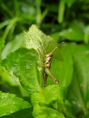 Pirithoicus ophthalmicus