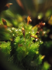 Macromitrium microstomum