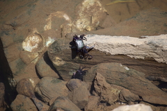 Pachygrapsus
