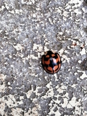 Aiolocaria hexaspilota