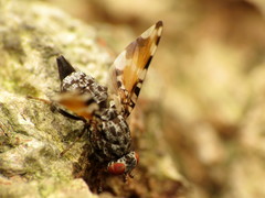 Pseudotephritis vau