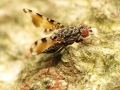 Pseudotephritis vau